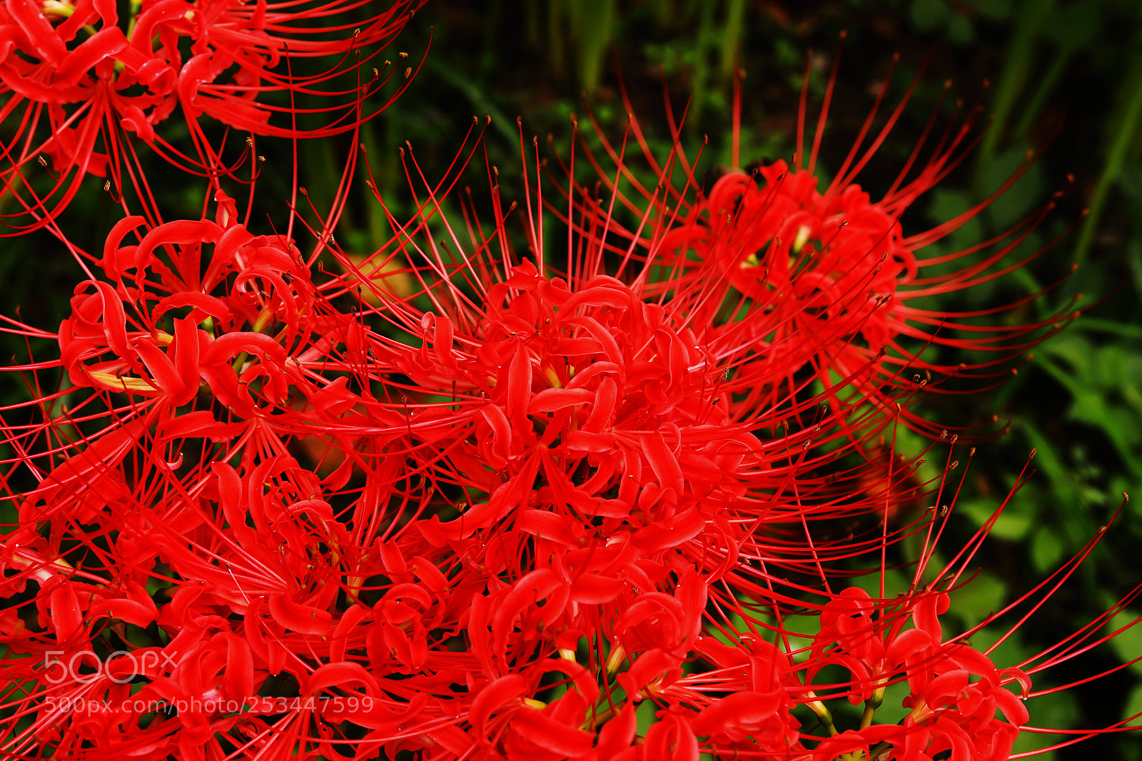 Canon EOS 70D sample photo. Red spider lily 02 photography