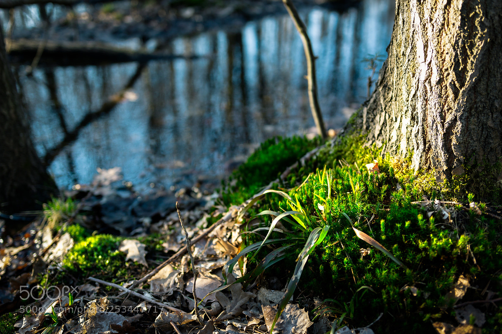 Canon EOS 60D sample photo. Rezerwat wiączyn #6 photography
