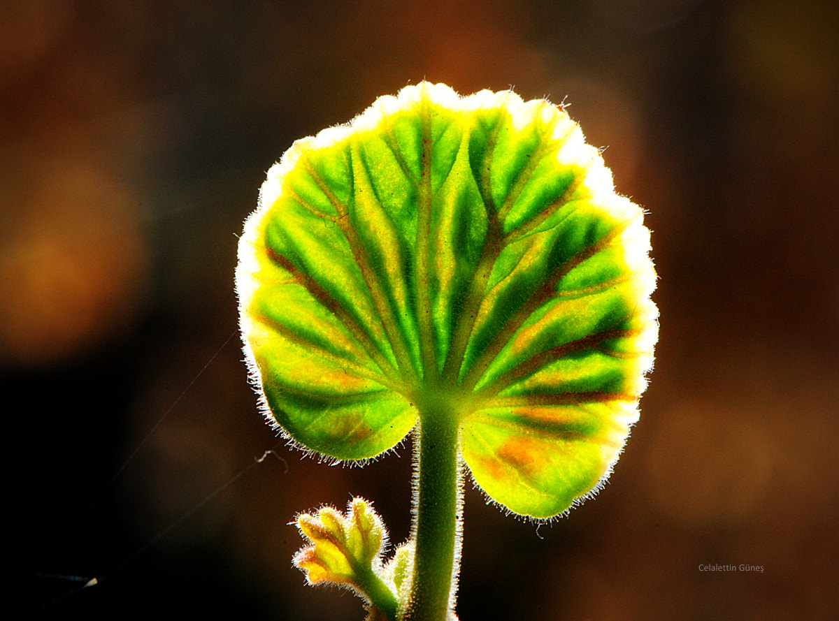 Nikon AF-S Micro-Nikkor 105mm F2.8G IF-ED VR sample photo. Spring leaf photography
