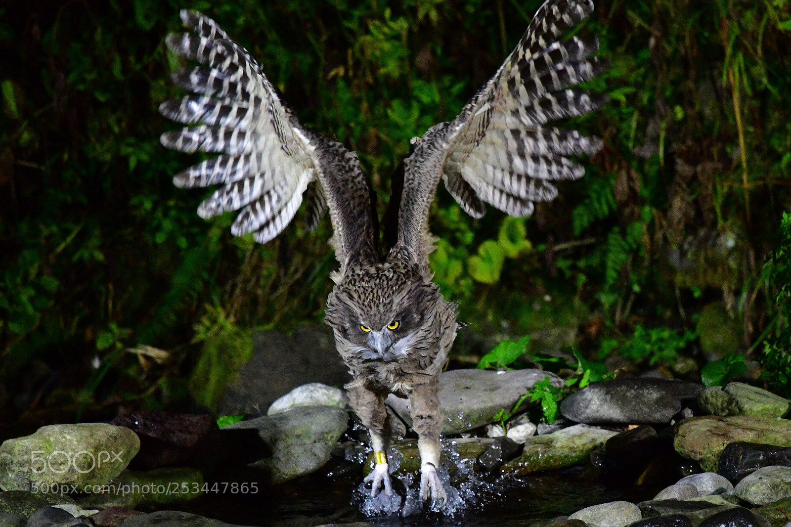 Nikon D500 sample photo. King of the forest photography