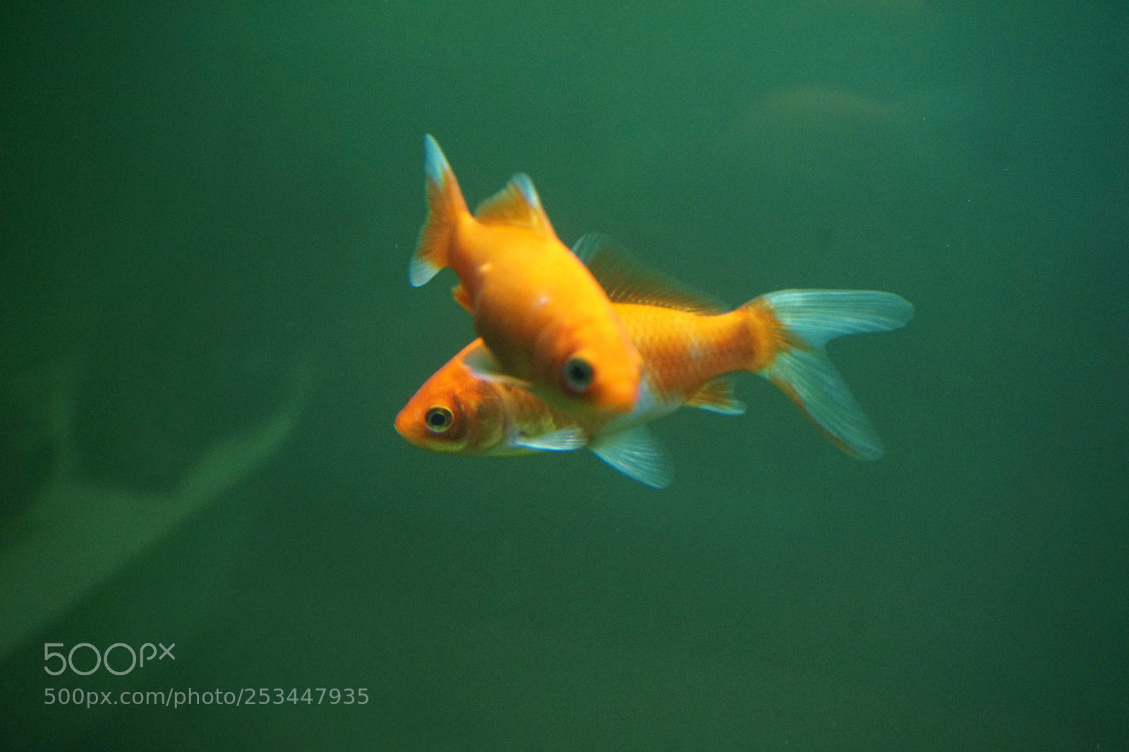Sony a6000 sample photo. Gold in the water photography
