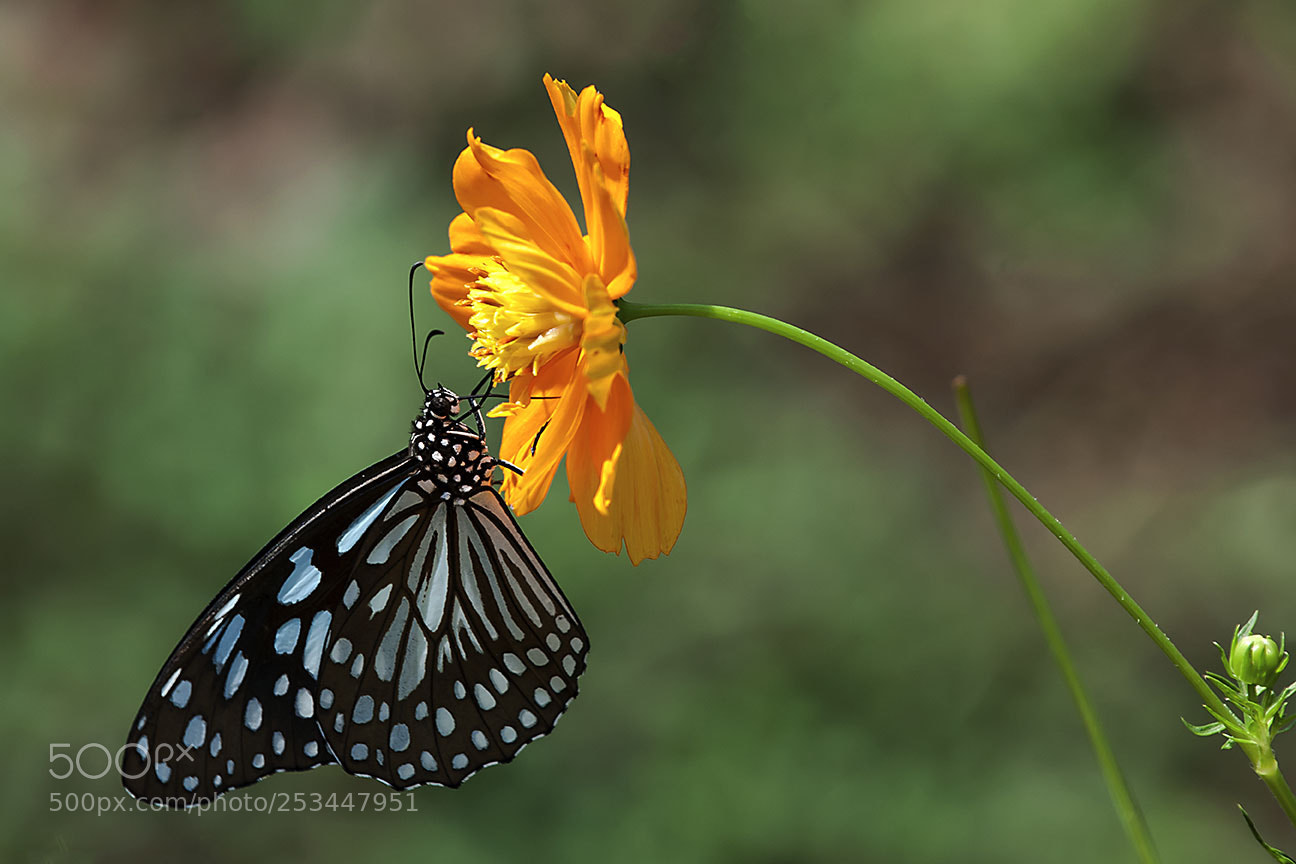 Nikon D80 sample photo. Butterfly photography
