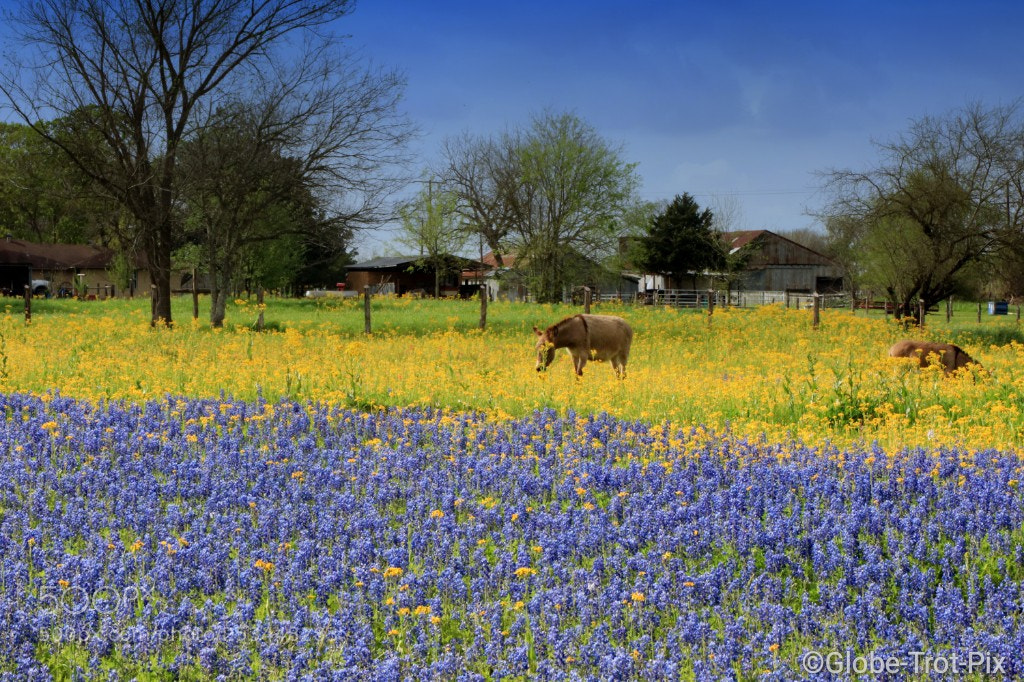 Canon EOS 80D sample photo. Spring landscapes of texas photography