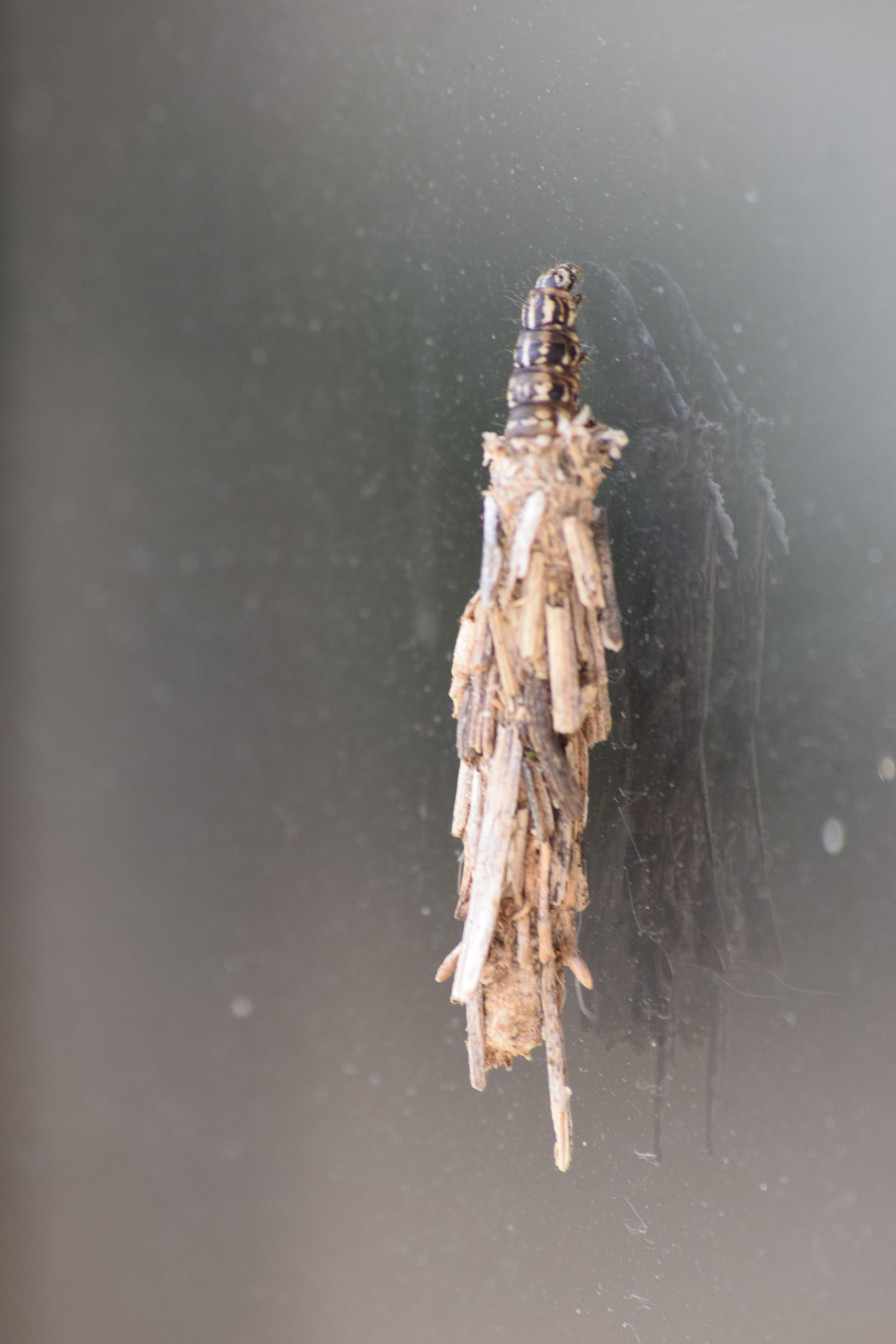 Nikon D3300 + Sigma 70-300mm F4-5.6 APO DG Macro sample photo. Large caddis pupae photography