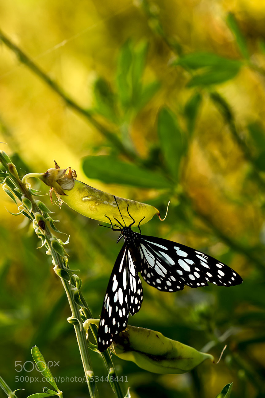 Nikon D810 sample photo. Butterfly photography