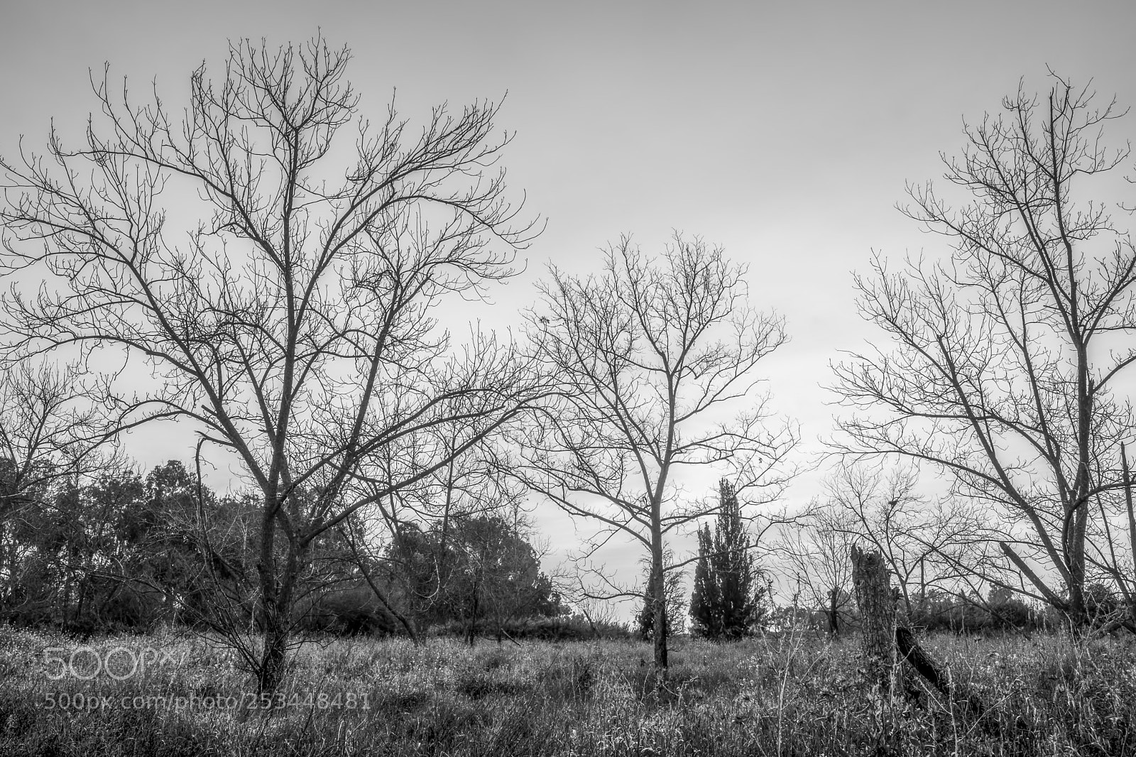 Fujifilm X-T2 sample photo. Treesome ??? photography