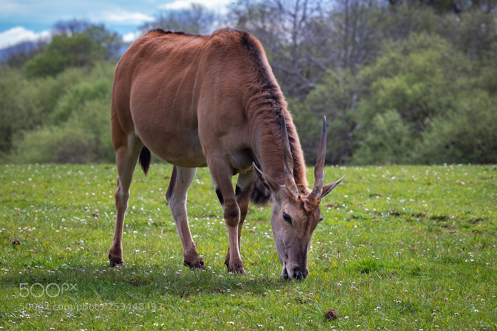 Canon EOS 6D Mark II sample photo. Eland  040418-0561 photography
