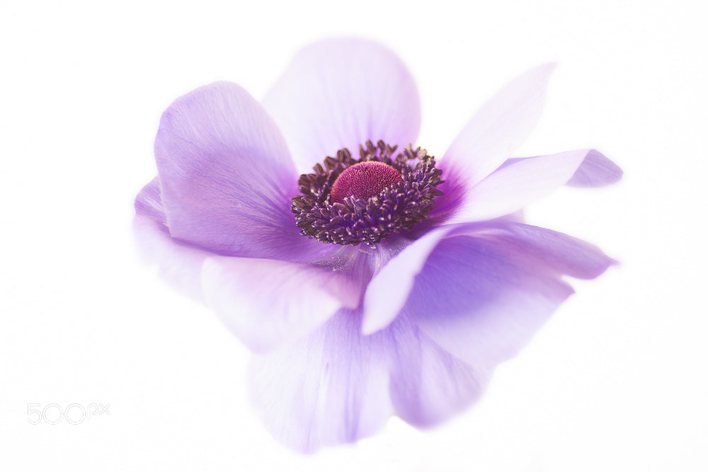 Canon EOS 40D sample photo. Edit photography