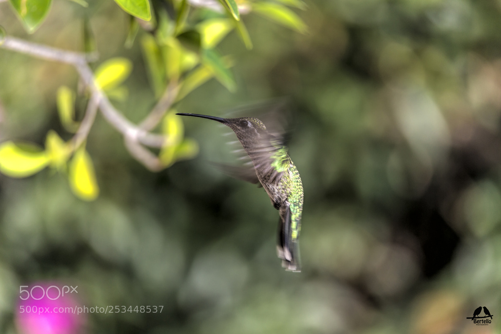 Canon EOS-1D X sample photo. Lampornis clemenciae photography