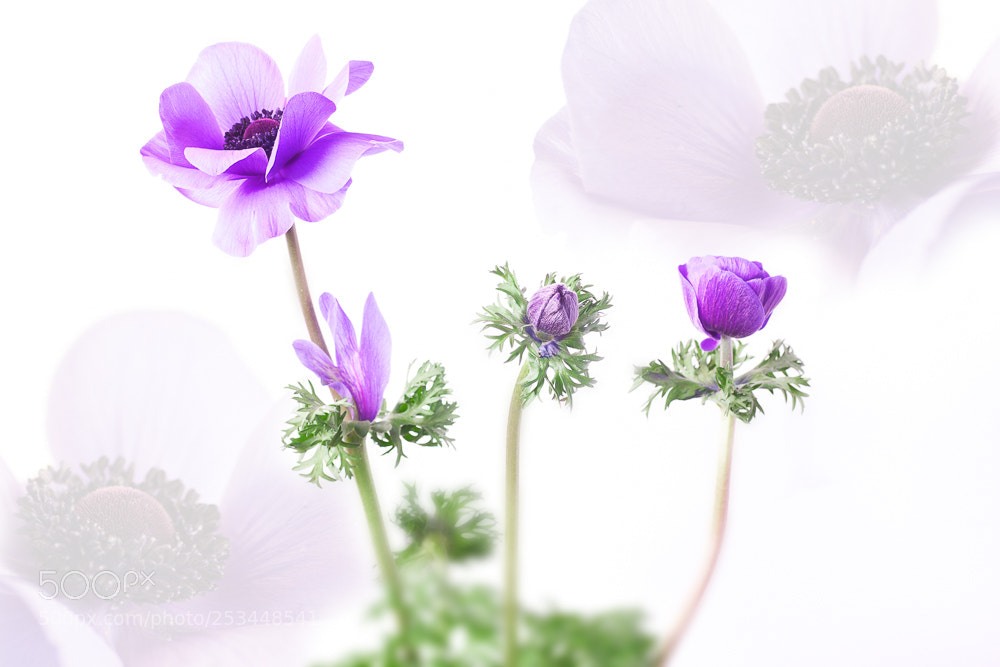 Canon EOS 40D sample photo. Edit photography