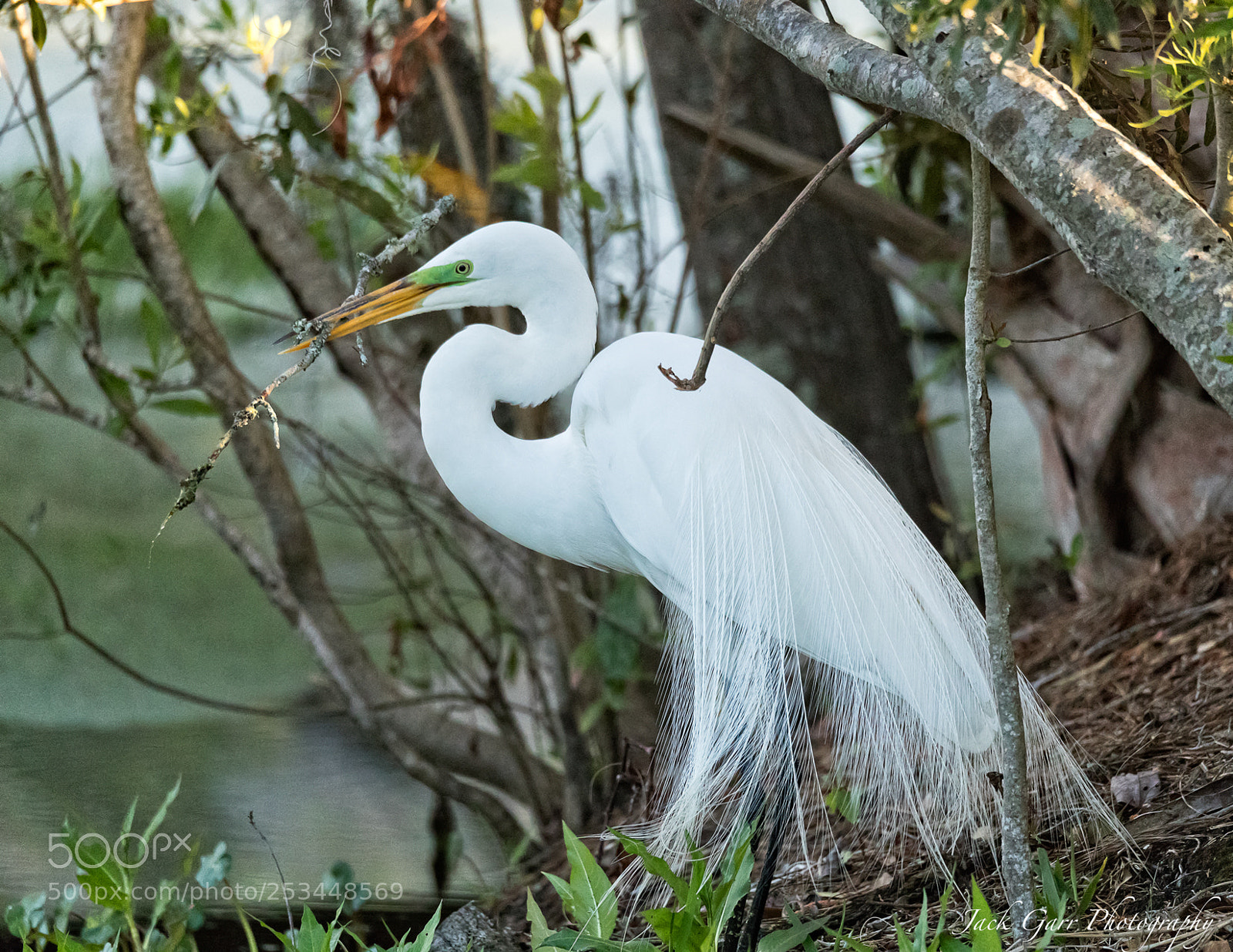 Canon EOS-1D X Mark II sample photo. Great white egret gathering photography