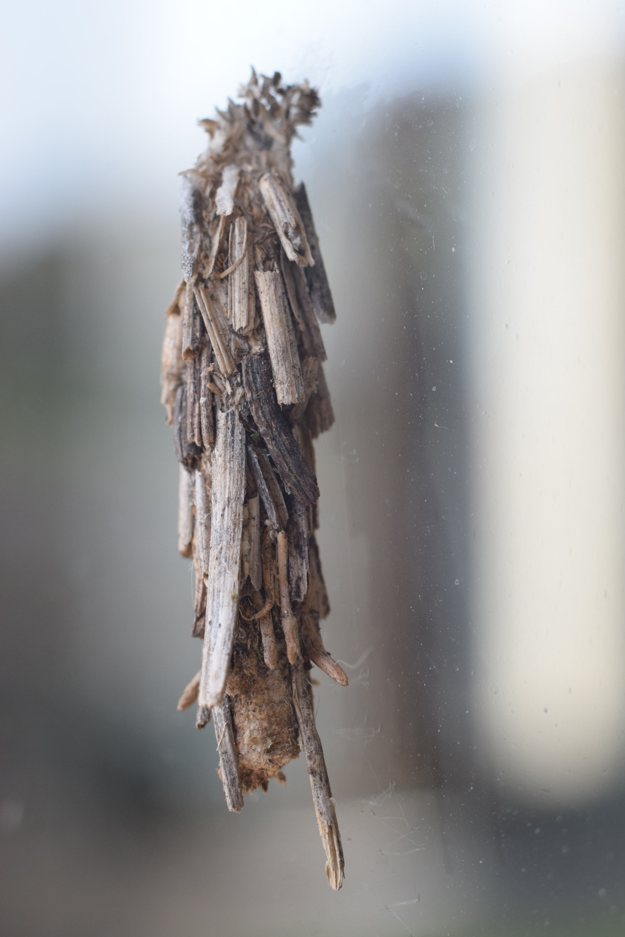 Nikon AF-S Nikkor 50mm F1.8G sample photo. Pupae photography