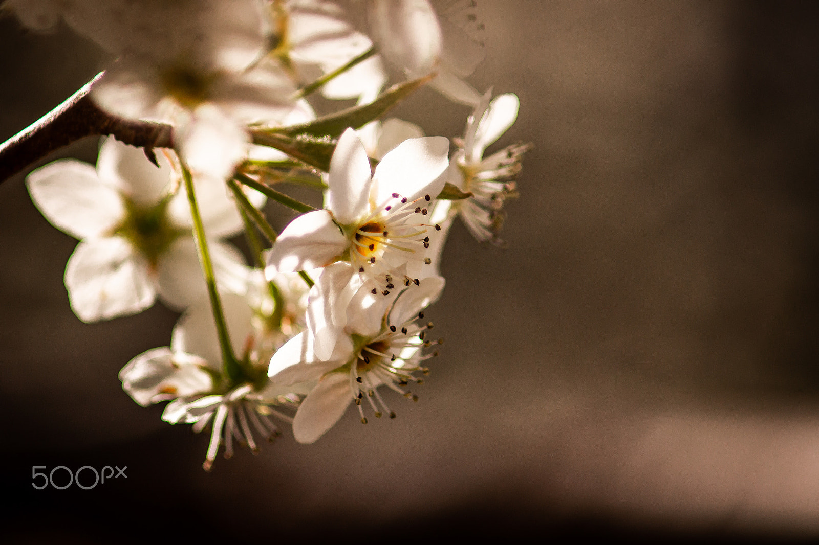 Sony Alpha DSLR-A500 sample photo. White flowers photography