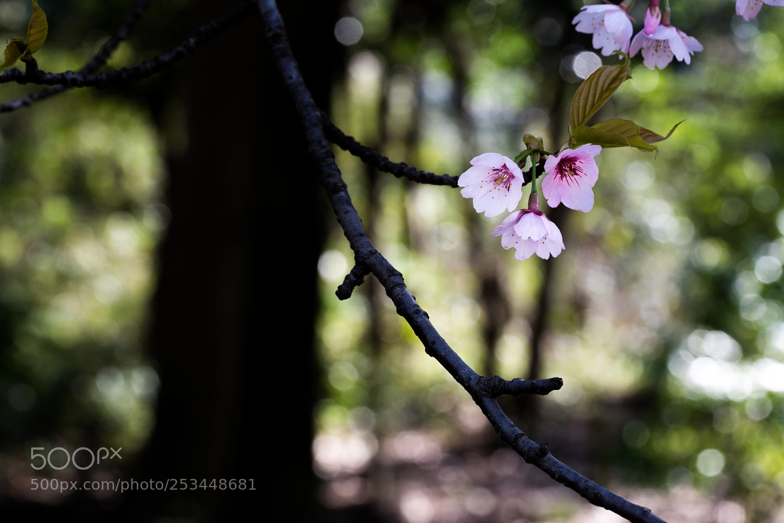 Sony a7R III sample photo. The cherry blossom season photography