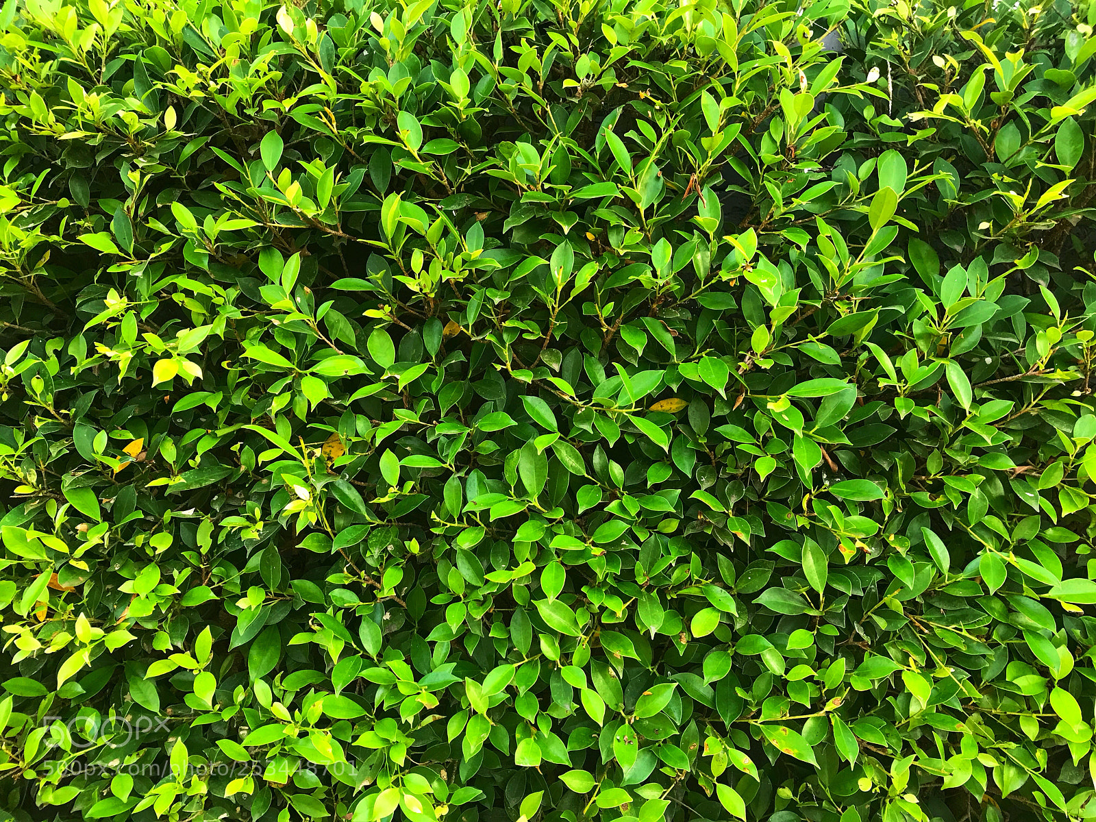 Apple iPhone 7 sample photo. Foliage season  photography