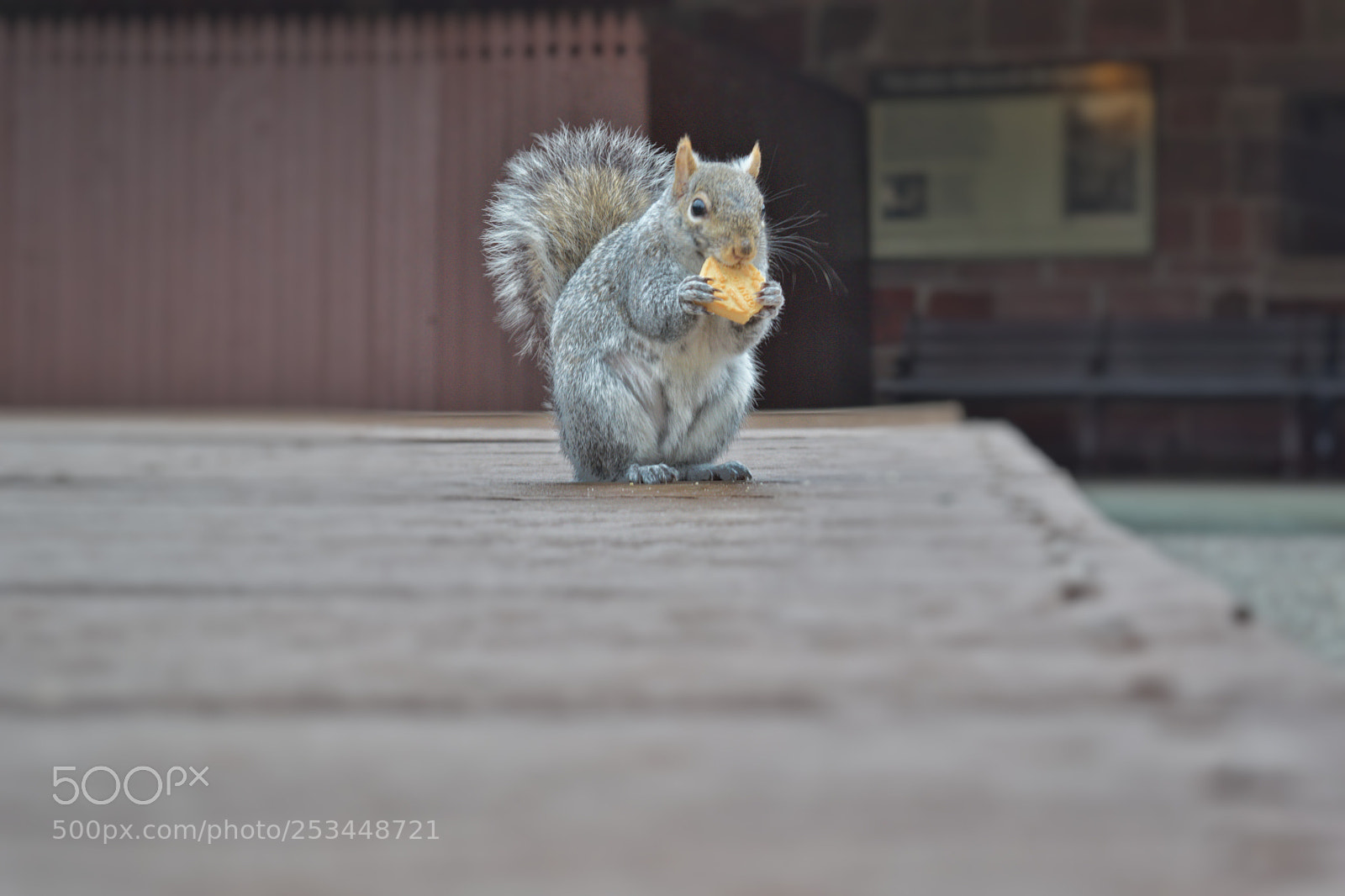 Nikon D5300 sample photo. Albin photography