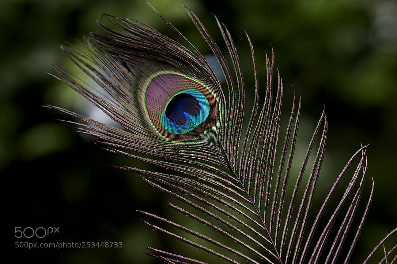 Nikon D810 sample photo. Feather photography