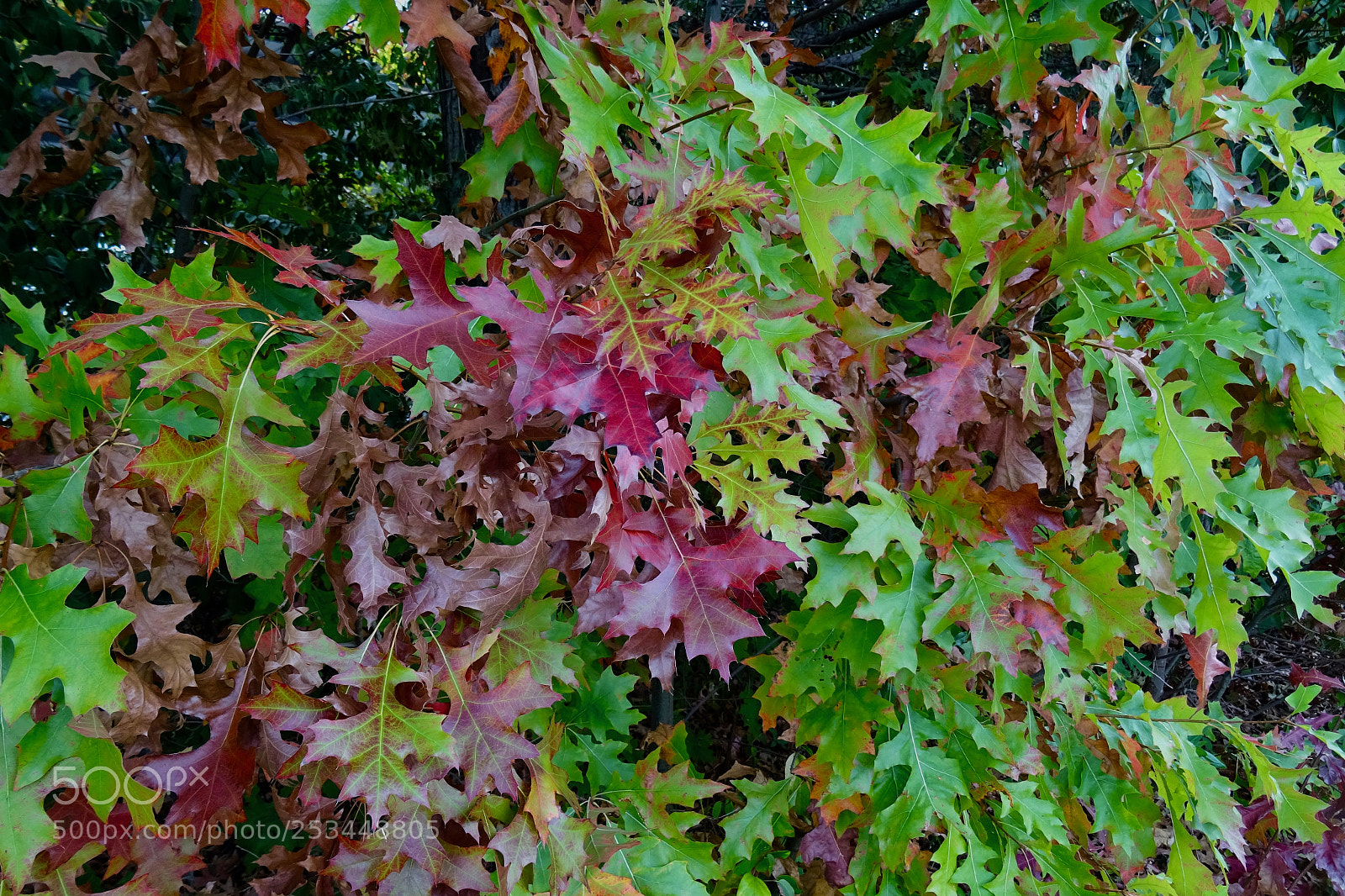 Sony DSC-HX60V sample photo. Autumn begins photography