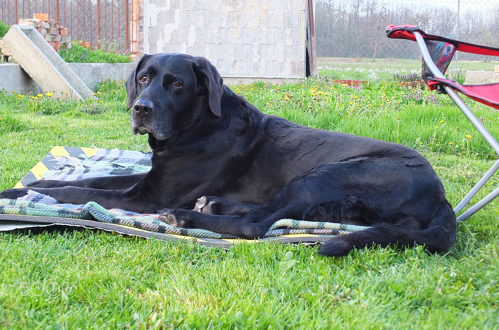 Fujifilm X-S1 sample photo. My labrador race photography