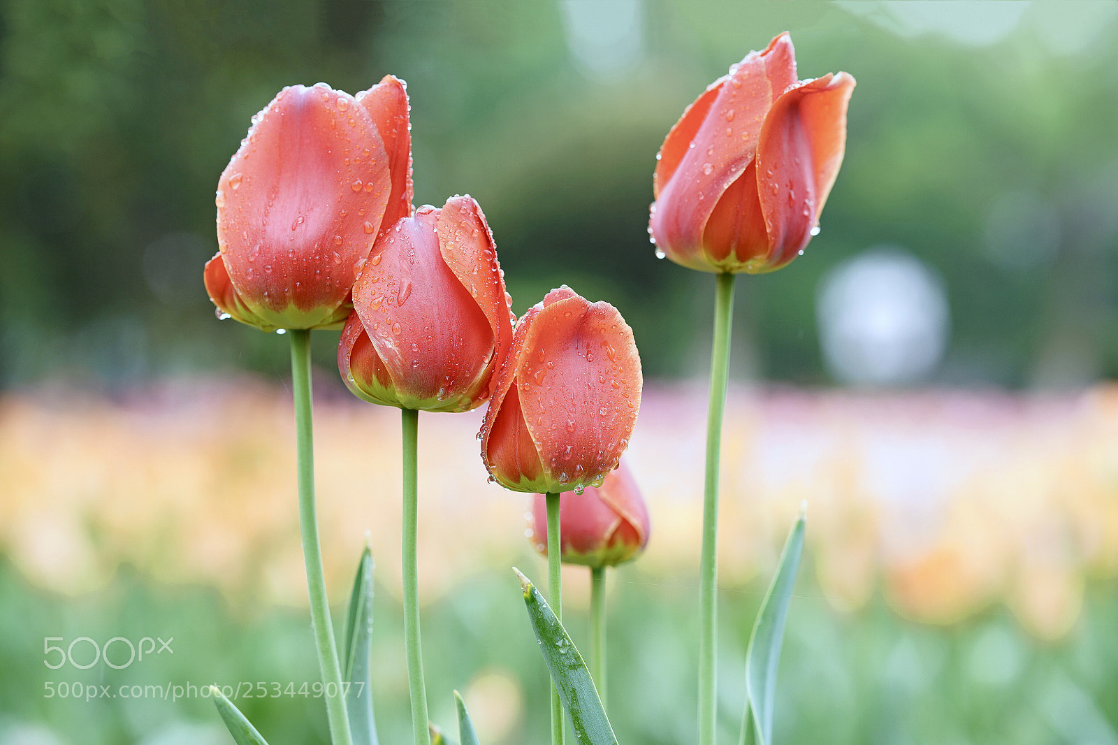 Sony a7R III sample photo. Tulip photography