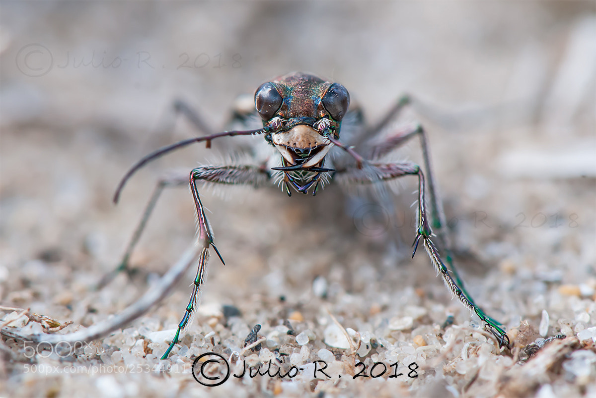 Nikon D300S sample photo. "cicindela moroccana" photography