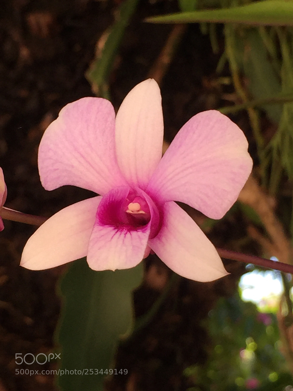 Apple iPhone 6 sample photo. Untitled photography