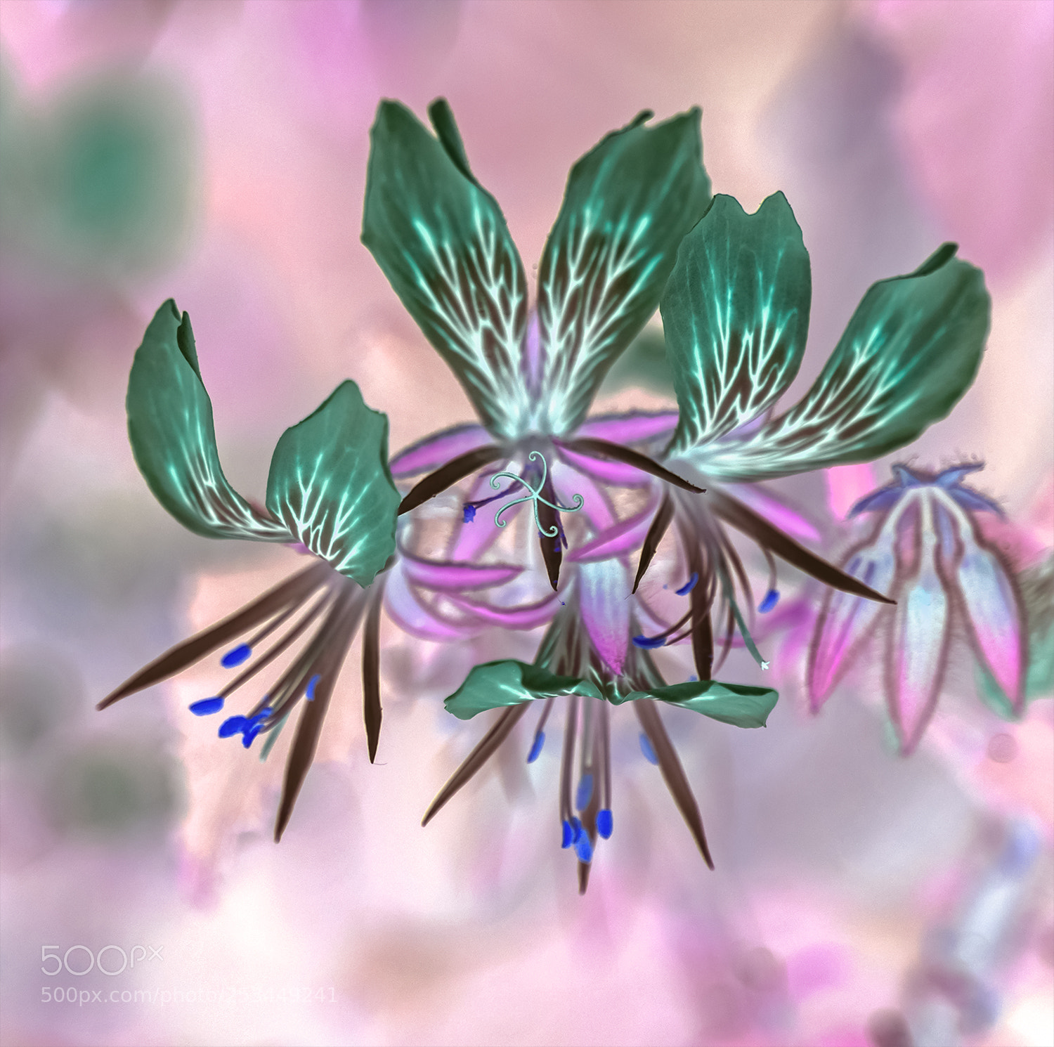 Sony a7R II sample photo. Flower photography