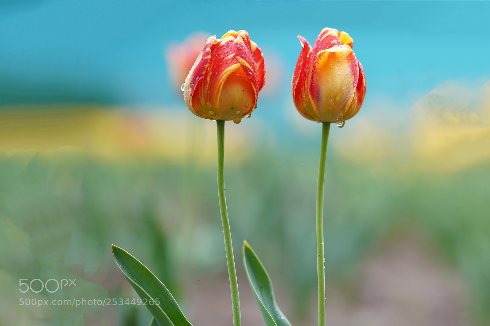 Sony a7R III sample photo. Tulip photography
