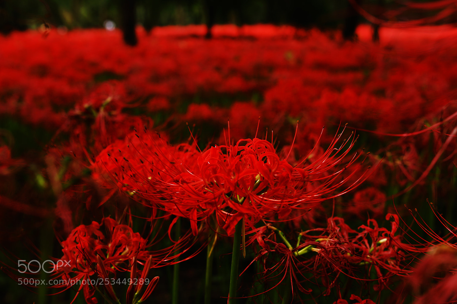 Canon EOS 70D sample photo. Red spider lily 03 photography