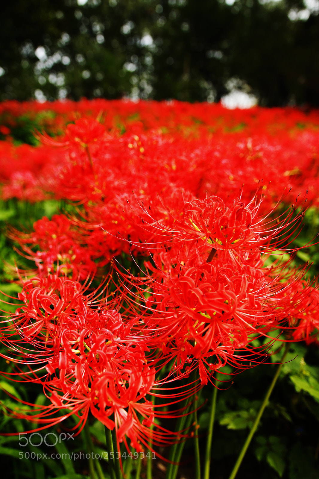 Canon EOS 70D sample photo. Red spider lily 04 photography