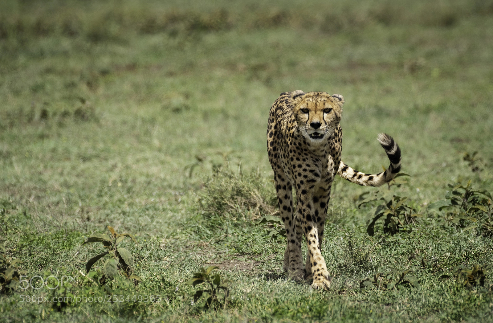 Nikon D810 sample photo. Stalking photography