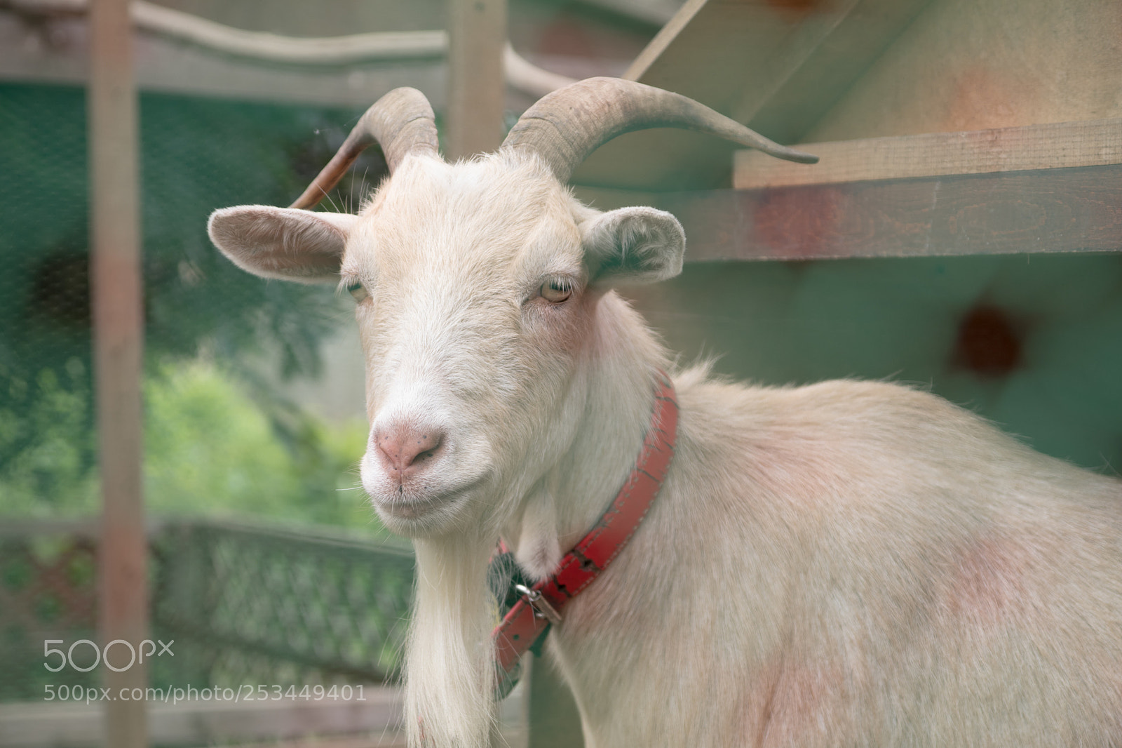 Canon EOS 80D sample photo. Goat photography