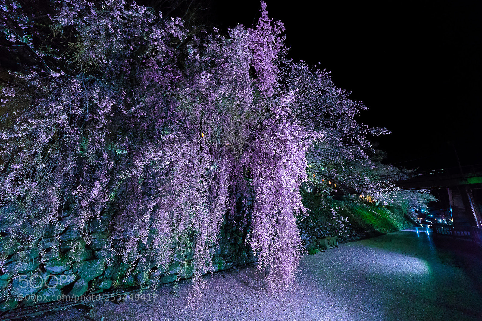 Sony a7R III sample photo. 桜 photography