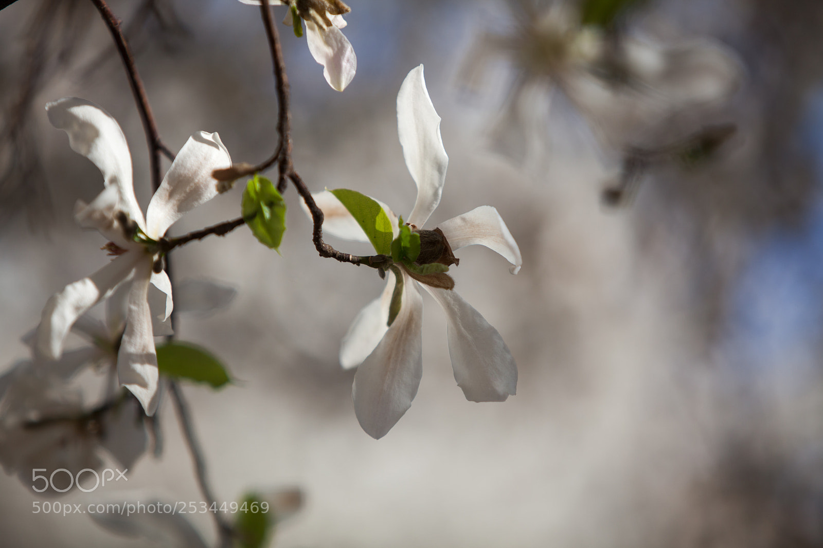 Canon EOS 5D Mark II sample photo. Magnolia photography