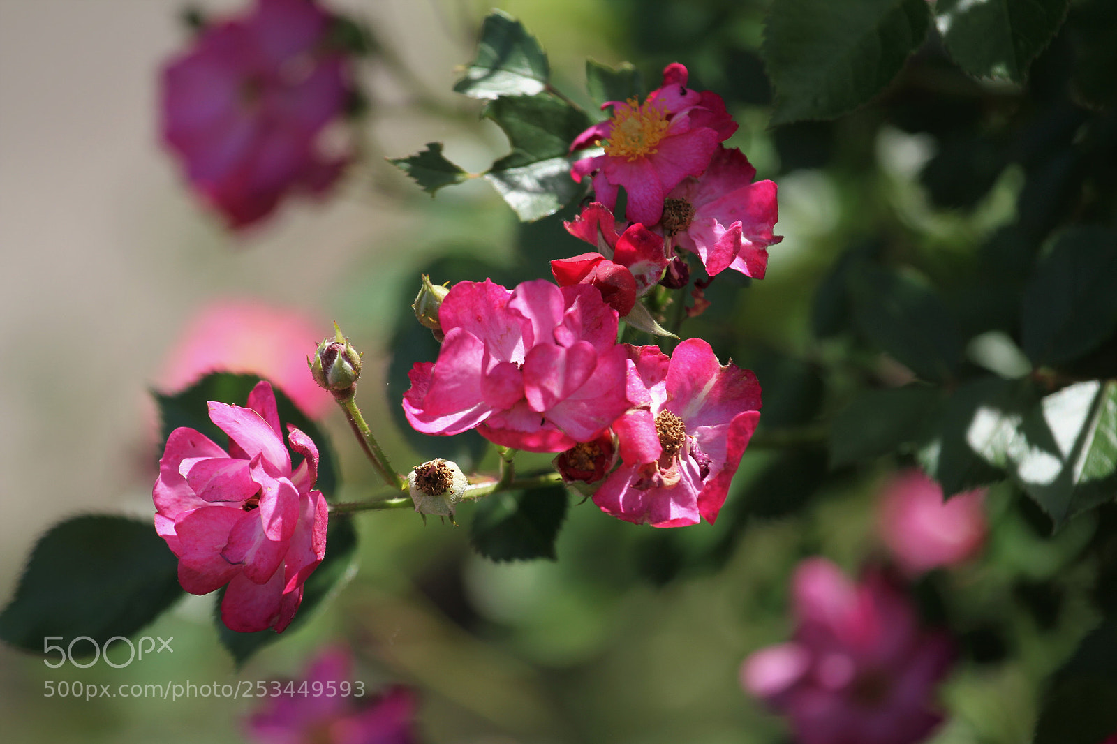 Canon EOS 7D sample photo. Untitled photography