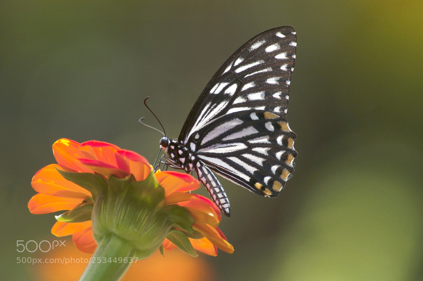 Nikon D50 sample photo. A swallowtail butterfly on photography