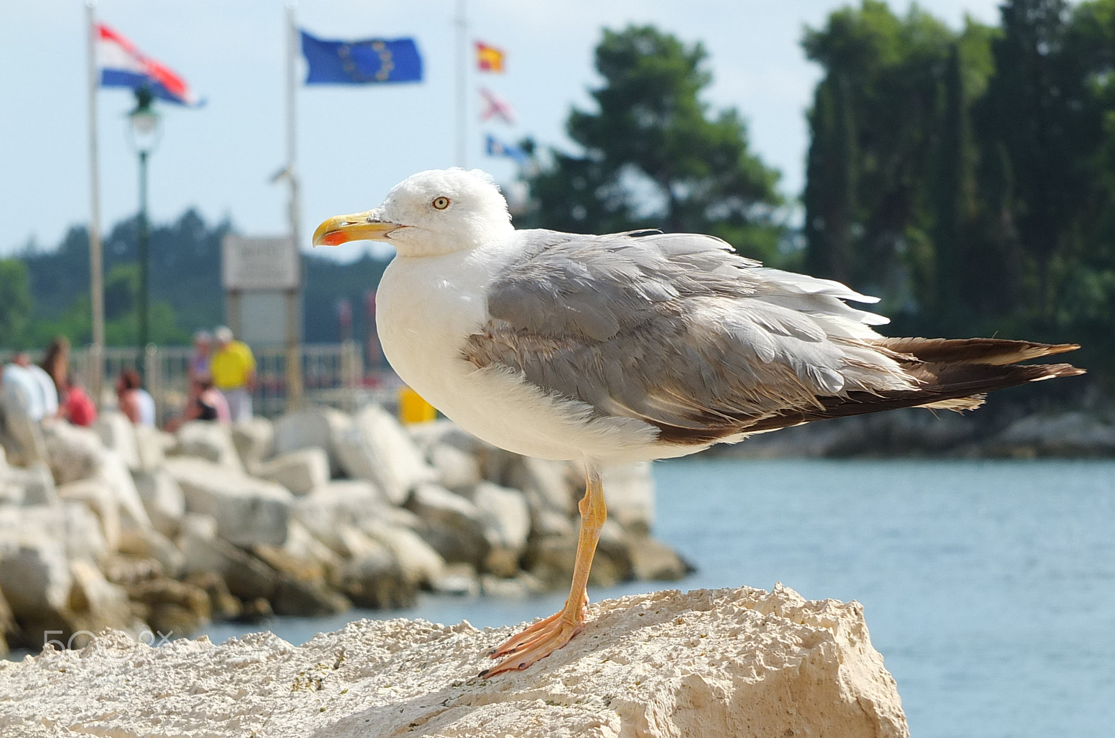 Fujifilm X-S1 sample photo. Srebrni galeb, herring gull (larus argentatus) photography