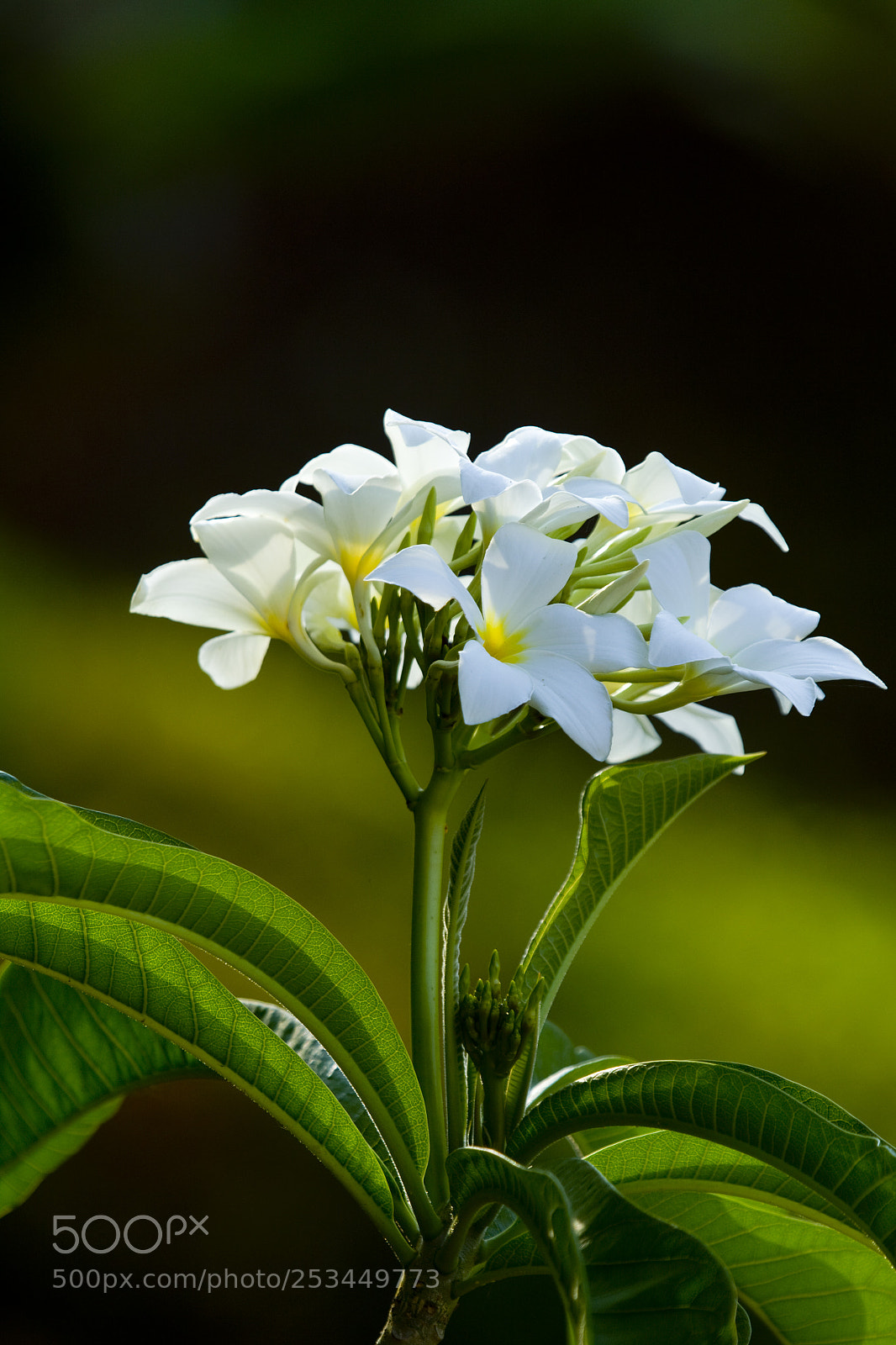 Canon EOS 50D sample photo. Delicately beautiful photography