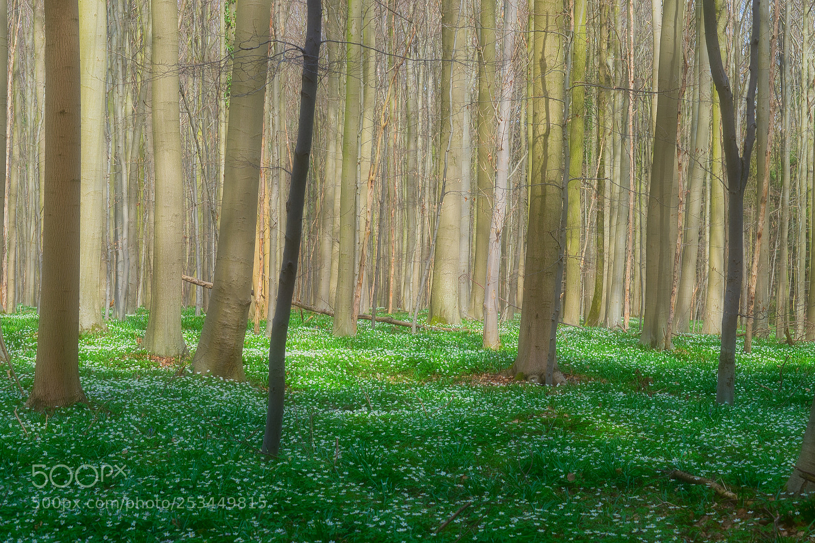 Fujifilm X-T1 sample photo. Wood dreams photography