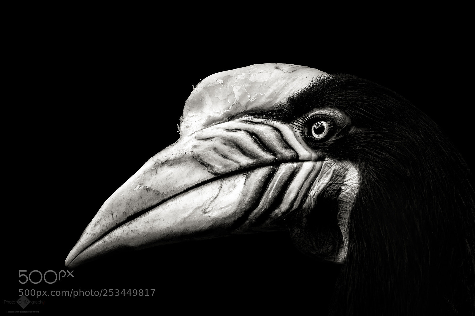 Nikon D7100 sample photo. Knobbed hornbill photography