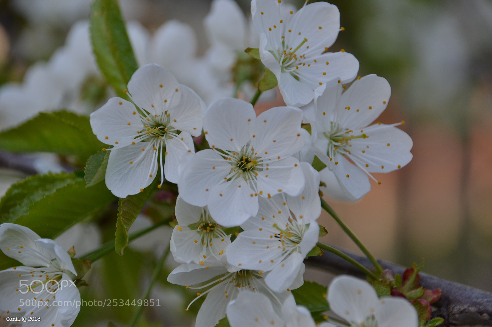 Nikon D3100 sample photo. Untitled photography