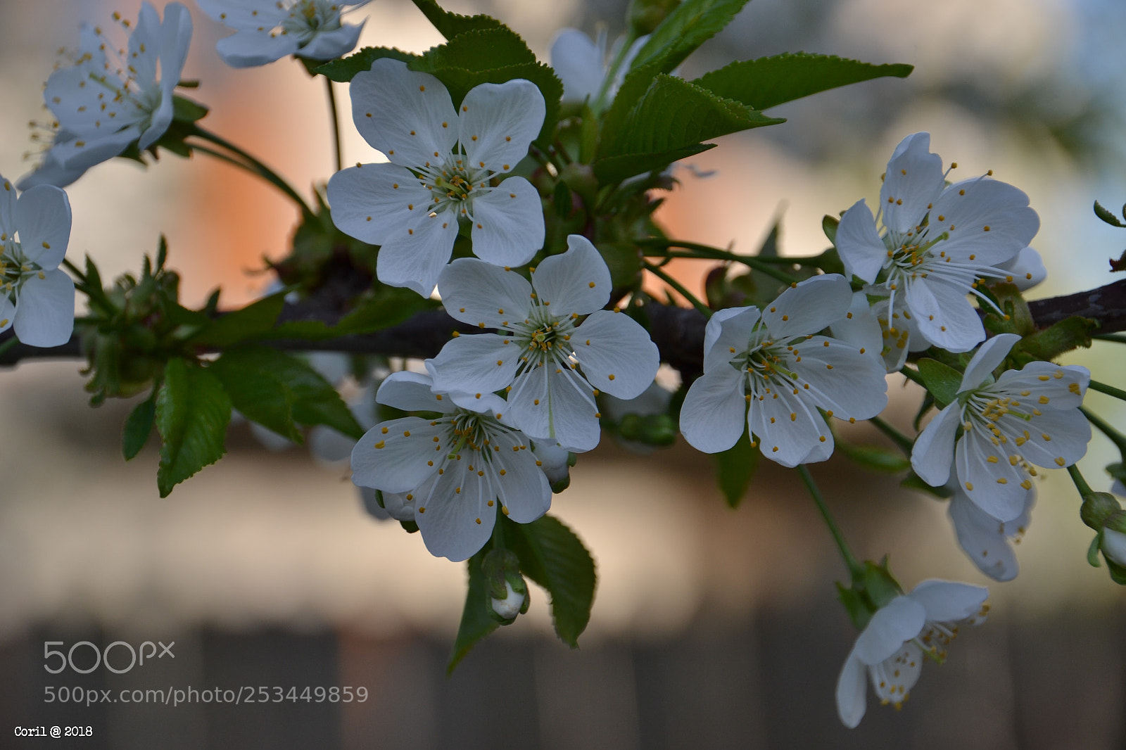 Nikon D3100 sample photo. Untitled photography