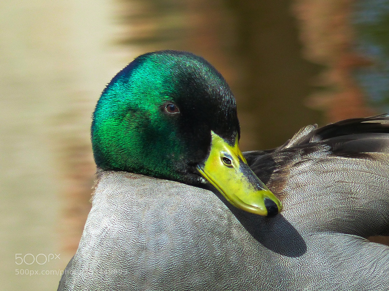 Panasonic Lumix DMC-FZ200 sample photo. Duck photography