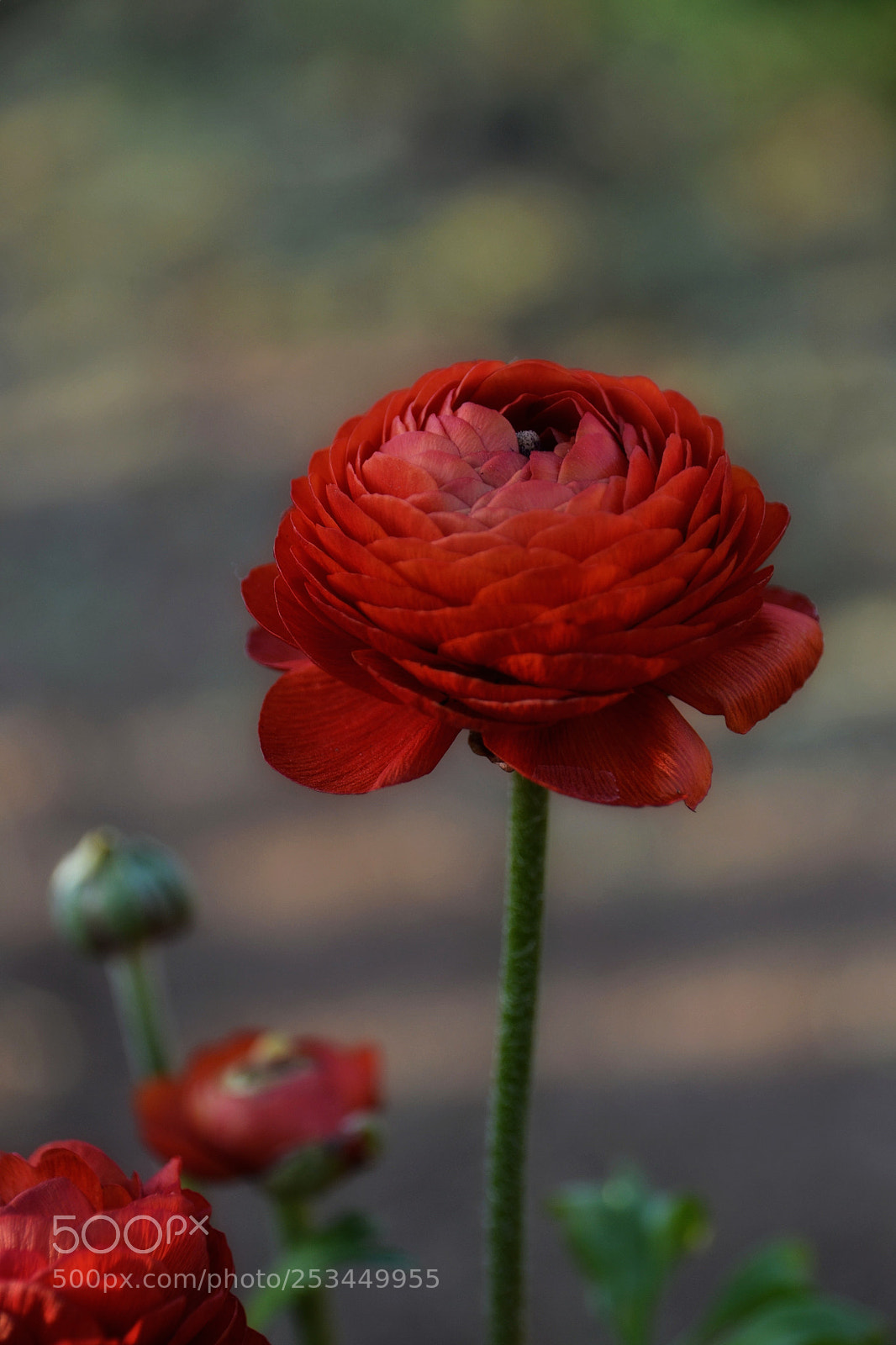 Nikon D3100 sample photo. Untitled photography