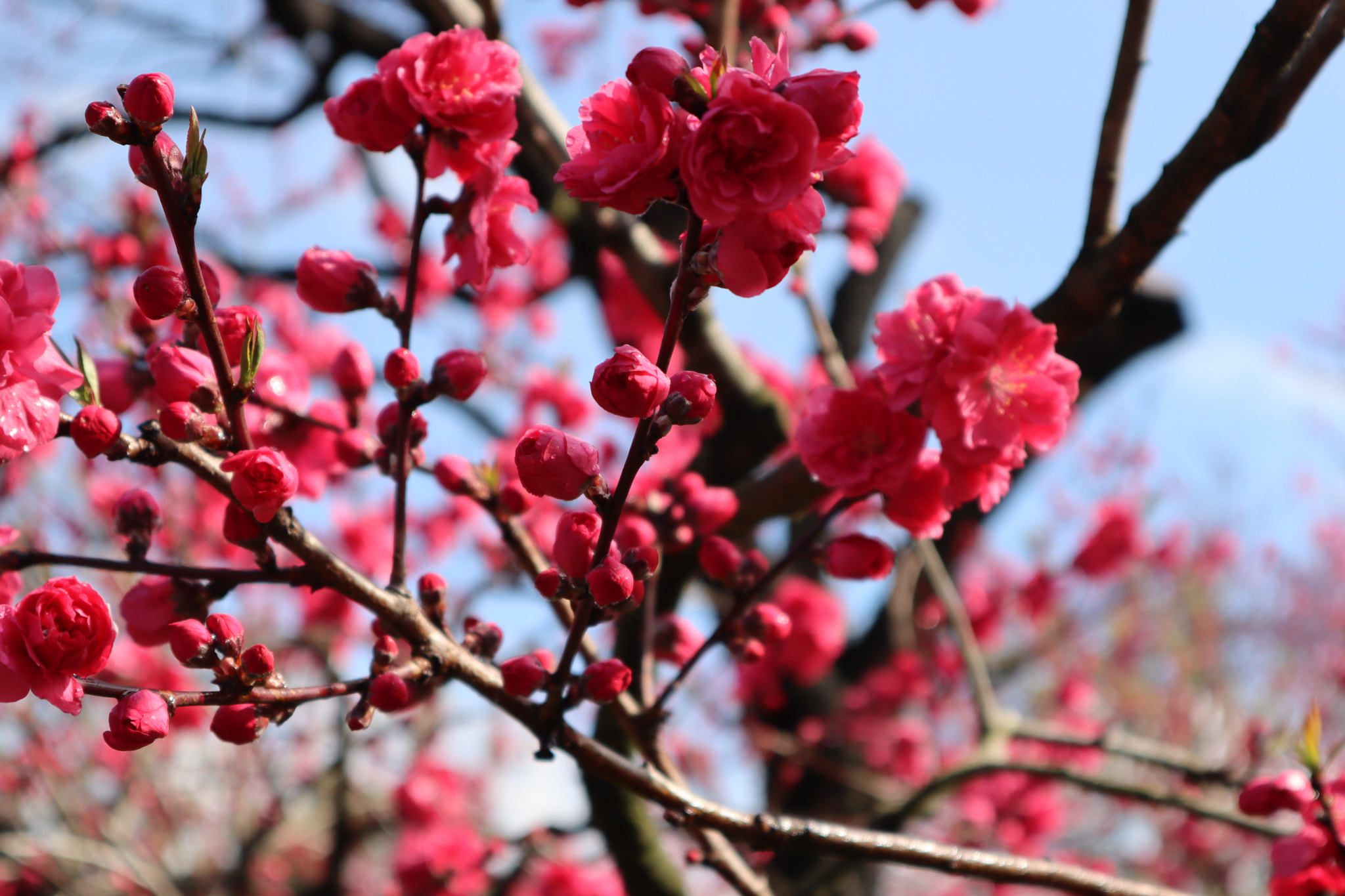 Canon EOS M50 (EOS Kiss M) sample photo. The first photo of spring photography