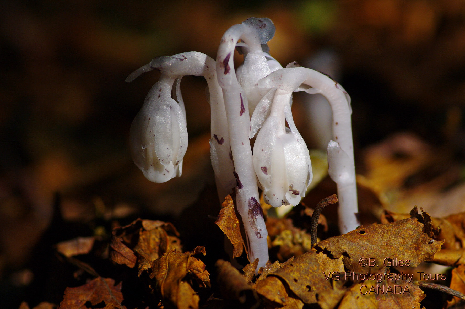 Pentax smc D-FA 100mm F2.8 macro sample photo. Ghost plant photography