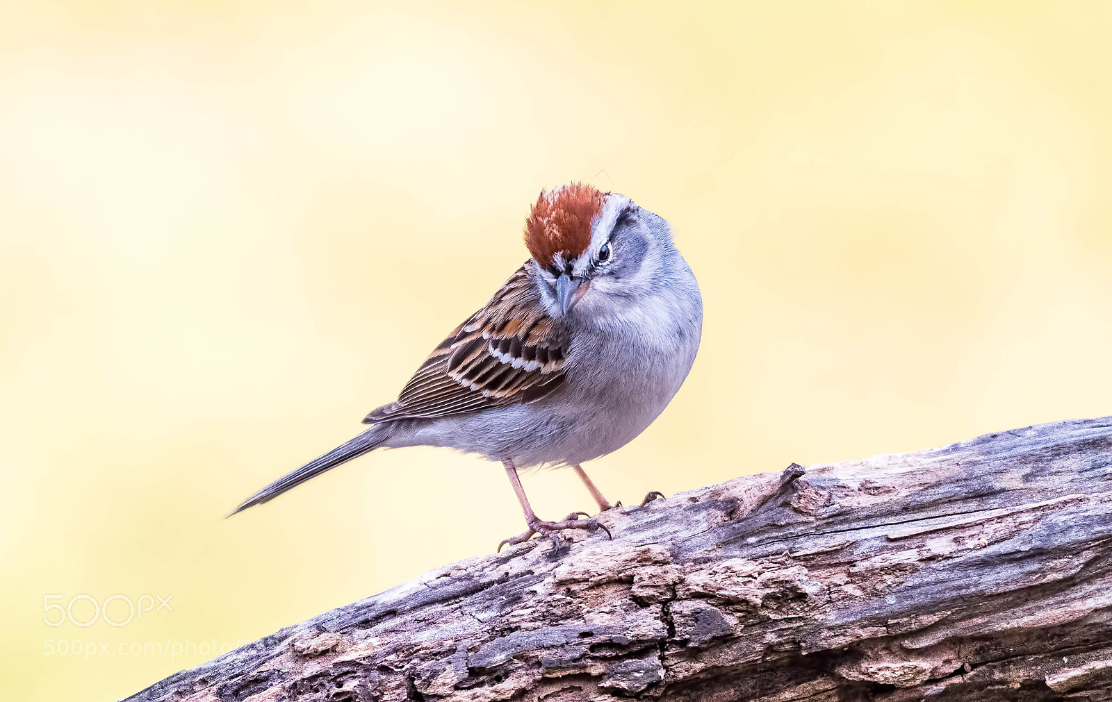 Nikon D500 sample photo. American tree sparrow photography