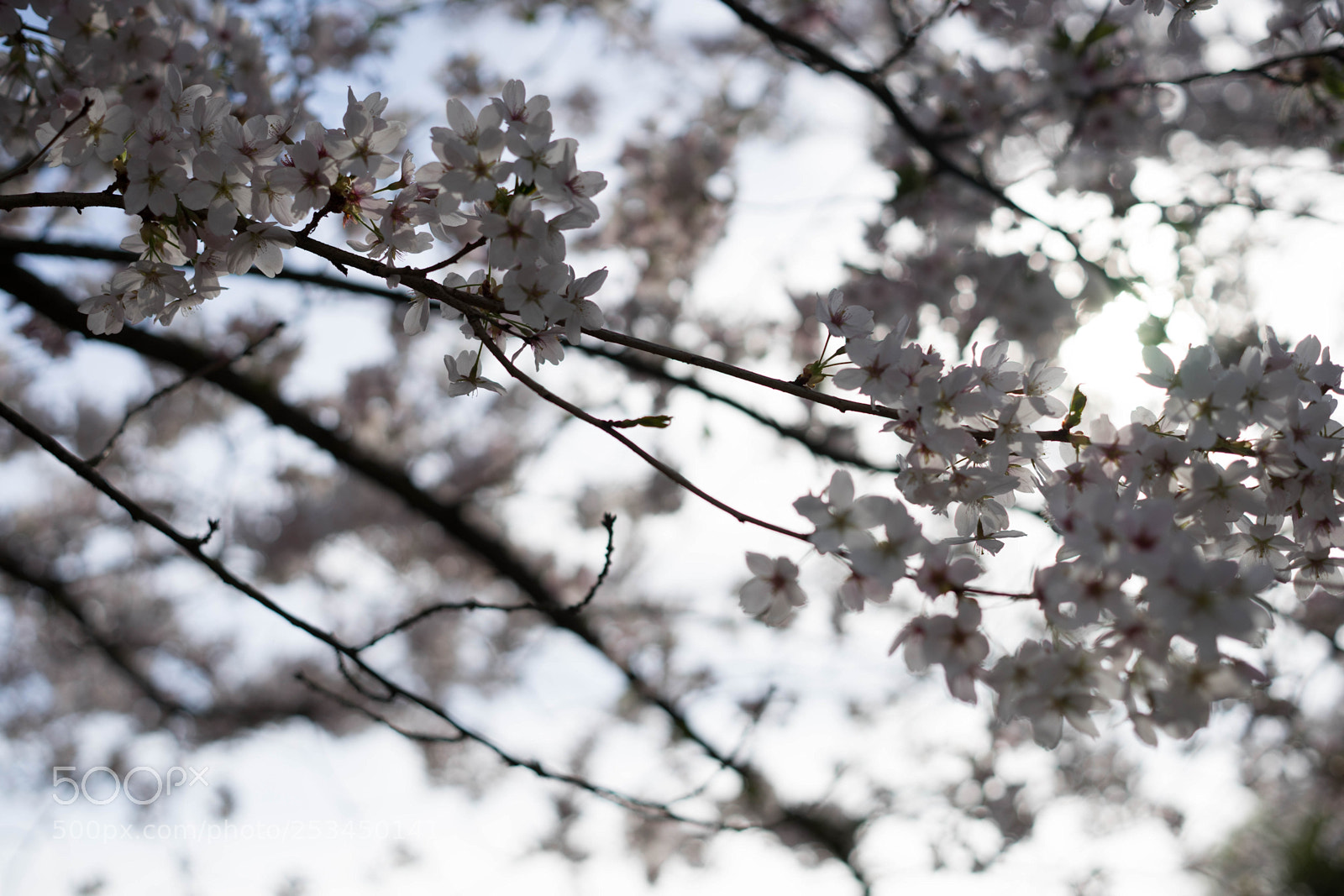 Sony a7 II sample photo. Sakura 02 photography