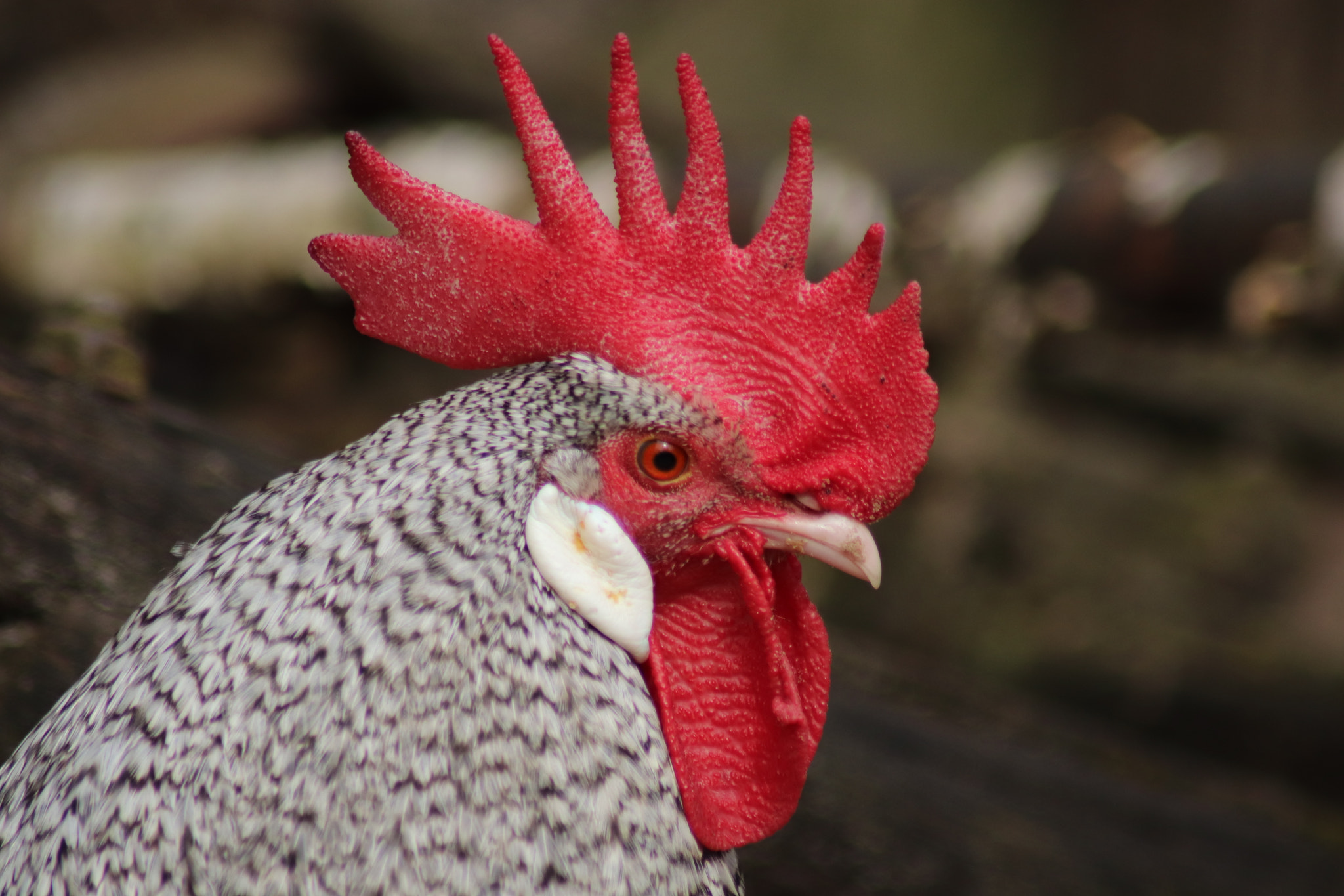 Canon EOS 77D (EOS 9000D / EOS 770D) sample photo