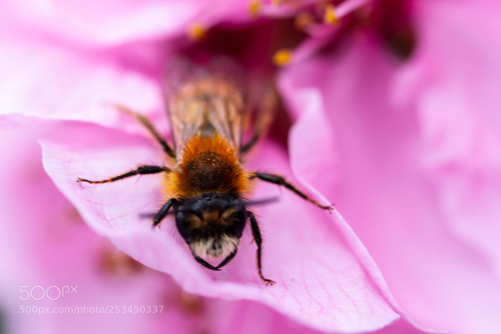 Canon EOS 60D sample photo. Insect photography